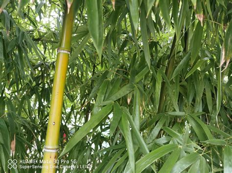 竹子種子種植 最有錢的國家2023